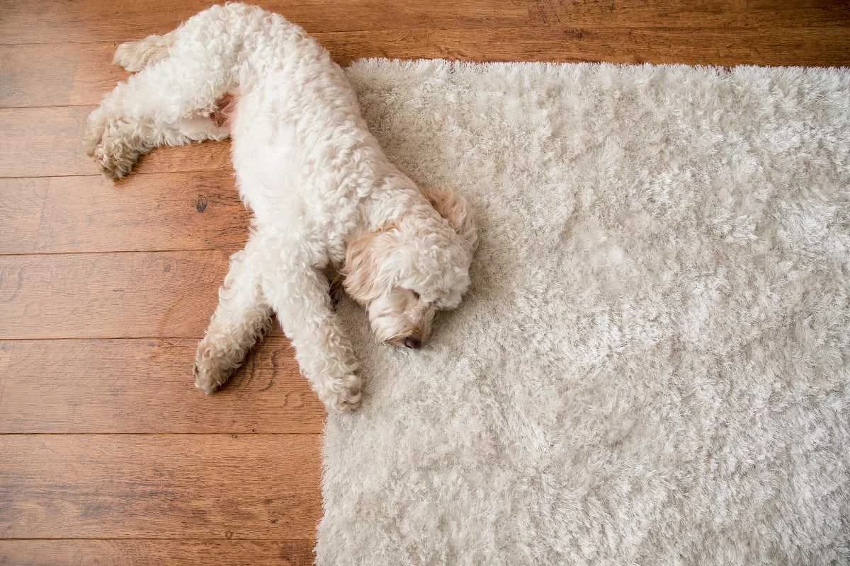 Hond op een schoon vloerkleed — Kleda huisdierenpakket voor vlekken en geuren